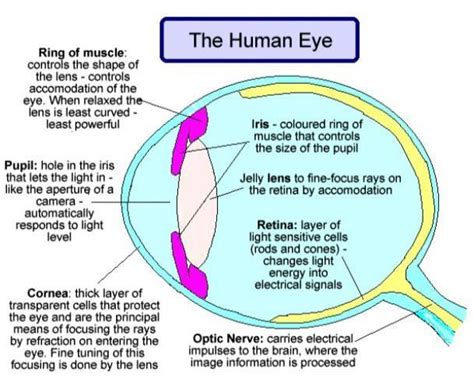 explain the human eye structure class 8 - Brainly.in