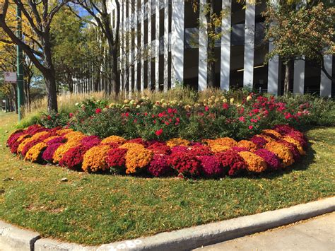 Landscaping With Red Mums