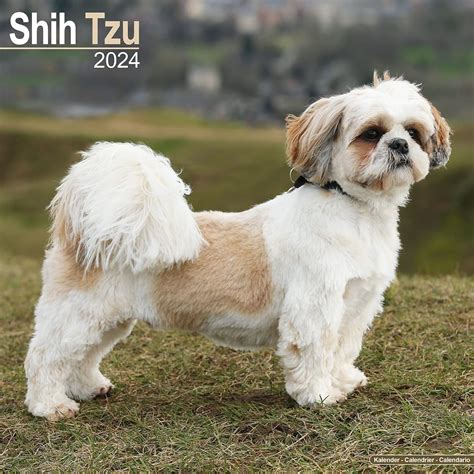 Shih Tzu Calendar 2024 Square Dog Breed Wall Calendar - 16 Month ...