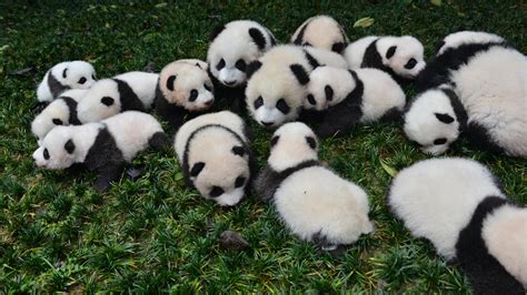 为什么“大”熊猫出生时那么“小”？看看这个研究怎么说_腾讯新闻