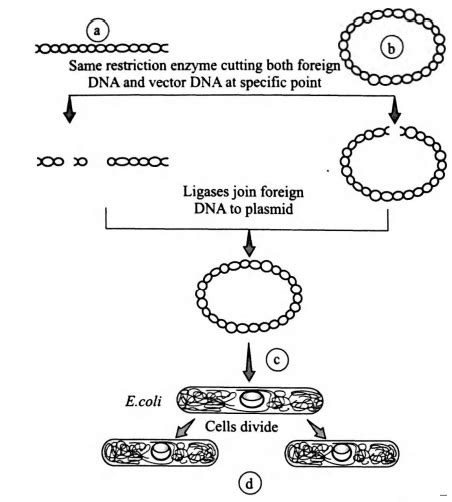 Recognise the figure and find out the correct matching.