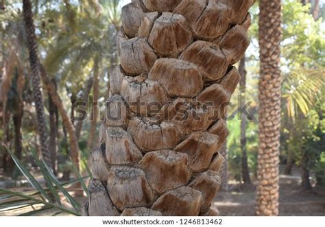 Image result for Date Palm Tree Trunk Rot