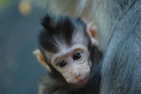 Baby Monkey | Baby animals, Cute baby puppies, Monkey pictures