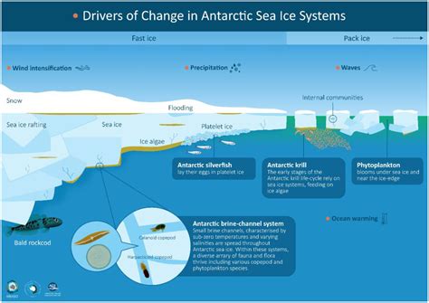 Frontiers | Biological responses to change in Antarctic sea ice habitats