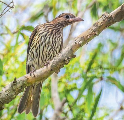 Australian wildlife. Queensland. Figbird. Birds.-1 | The Bribie Islander