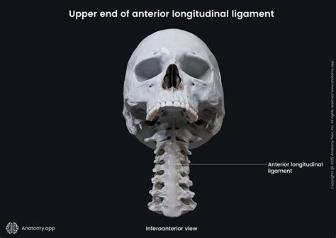 Anterior longitudinal ligament | Anatomy.app
