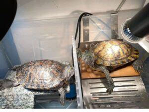 Image result for Red Ear Slider Turtle Tank Setup