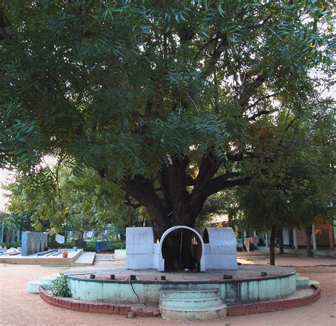 Mujeres y árboles | Los Árboles Invisibles