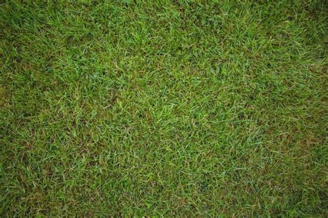 Green grass field background | Free Photo