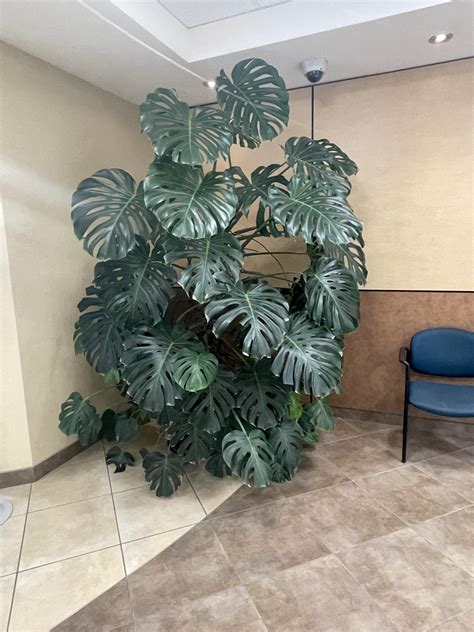 Saw this huge monstera plant in a commercial building the the other day ...