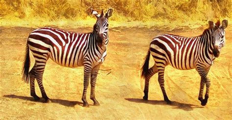 Image result for Add and Edit Menu Python