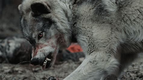 Image result for Wolves Come Back