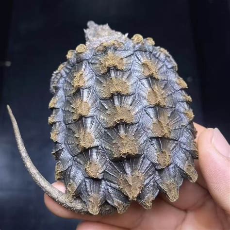 Image result for Large Alligator Snapping Turtle