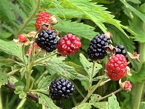 It’s blackberry season in the South – Macon Sense