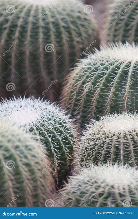 21 March 2008 Cactus, Family Cactaceae, Plural Cacti or Cactuses ...
