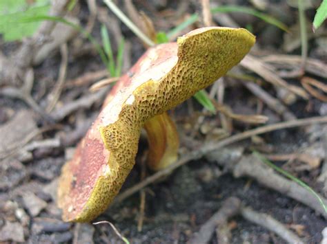 Free picture: up-close, red, cap, yellow, gills, mushroom
