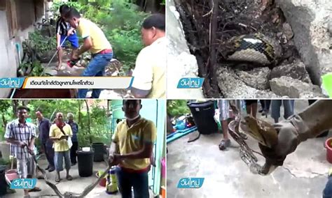 Image result for Python Attacks Woman