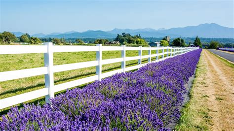 Sequim, WA Weather Forecast, Conditions, and Maps – Yahoo Weather