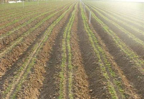 种植胡萝卜，为了增产，平畦栽培和高垄栽培应如何选择？_土壤