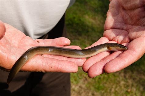 American Eel Migration