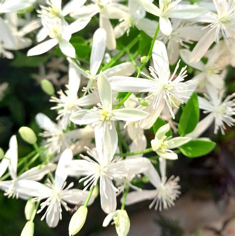 Sweet autumn clematis - ISKCON Mayapur