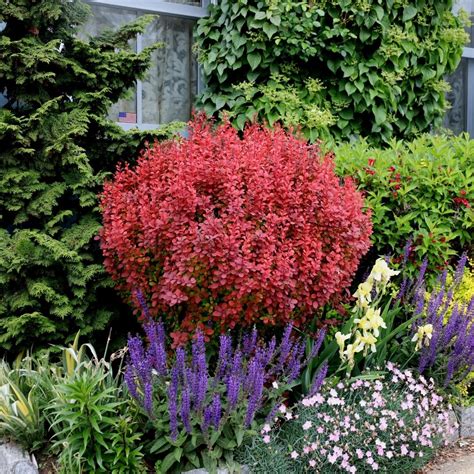 Orange Rocket Barberry