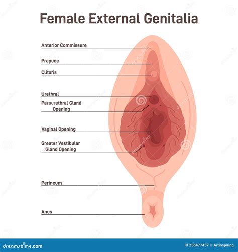 Genitali Esterni Femminili Vulva. Labia Majora E Labia Minora ...