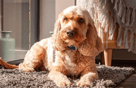 Image result for Cockapoo Temperament