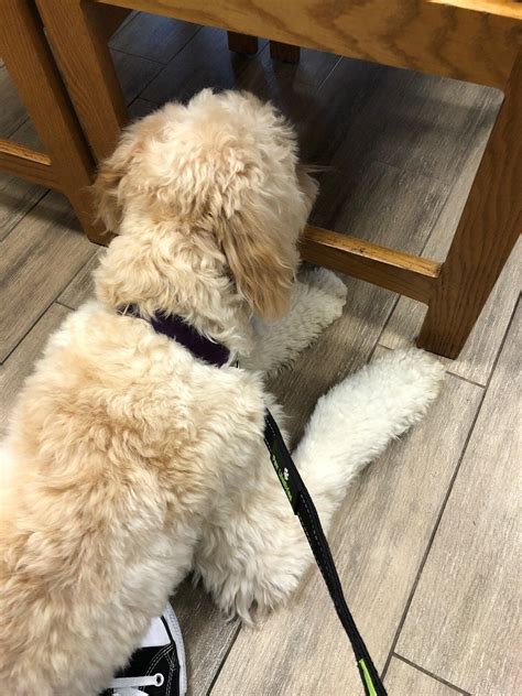 MEDVET SILICON VALLEY - San Jose CA - Hours, Directions, Reviews - Loc8NearMe