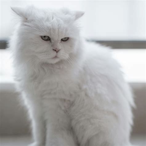 Persian Cat Breed Information Price, Care & Where to Buy – HankPets | HANK