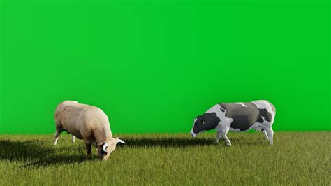 3d video animation of two cows eating grass with a green screen ...