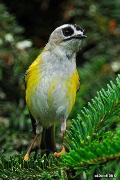 Image result for Formosan Firecrest