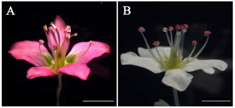 APETALA2-like Floral Homeotic Protein Up-Regulating FaesAP1_2 Gene ...