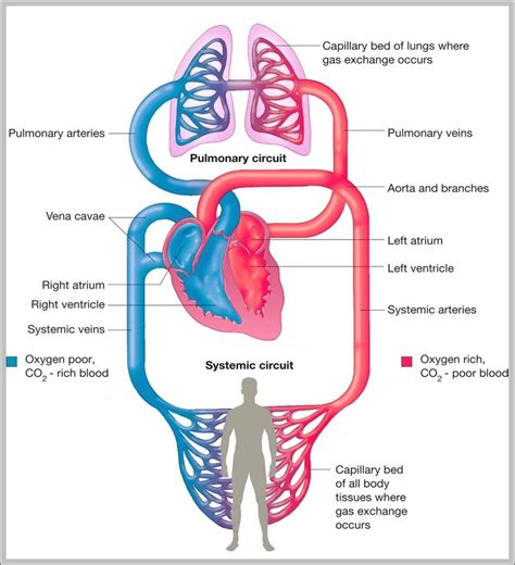 Circulatory System Animation