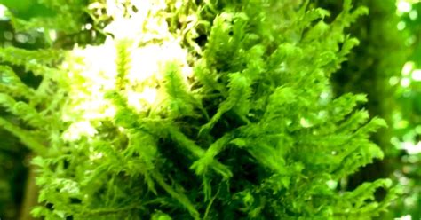 How Tall Do Java Moss Grow 的图像结果