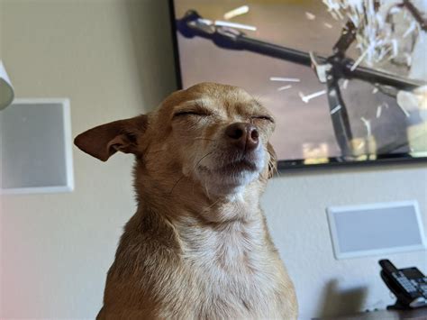 PsBattle: Chihuahua with her eyes closed. : r/photoshopbattles