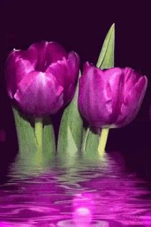 Image result for Tulips Flower Using Python