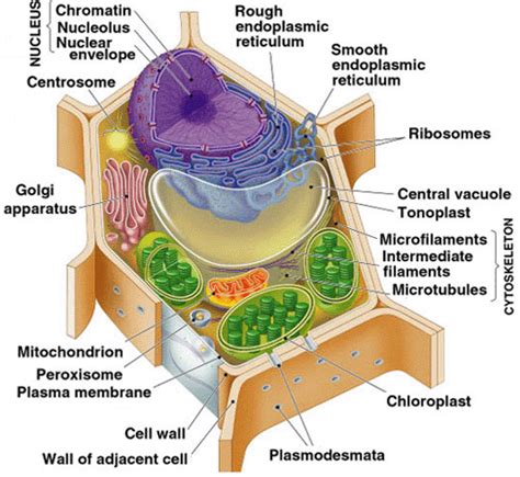 Nature Science Cell 的图像结果