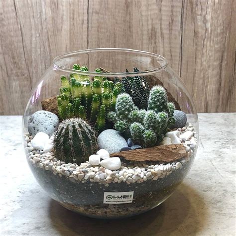 Glass Plant Terrarium