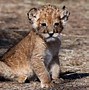 Image result for Most Beautiful Baby Animals