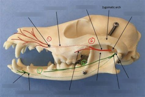Image result for Single Tooth Root Nerve Block