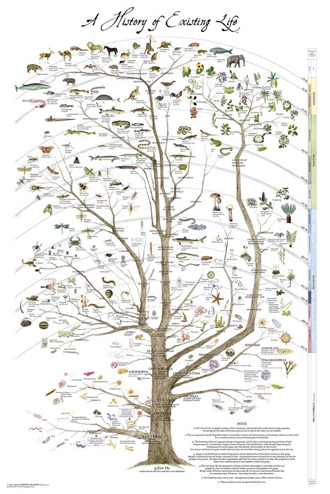 Buy Tree of Life Print - Science Natural History of Existing Life 24" x ...