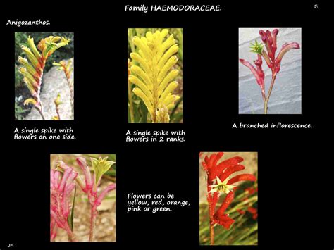 Anigozanthos - Botany Brisbane