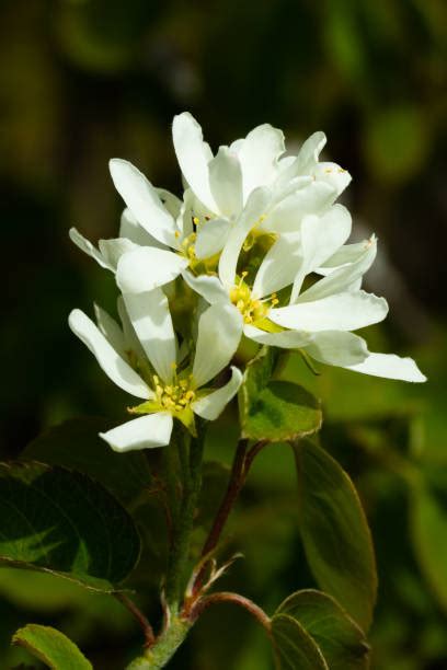 Image result for Serviceberry Tree Varieties
