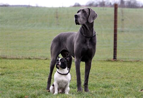Great Dane | Size, Lifespan, Temperament & Health Issues | Britannica