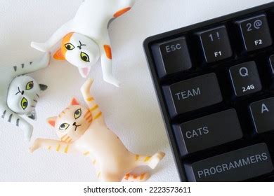 Image result for Keyboard Cat Meme
