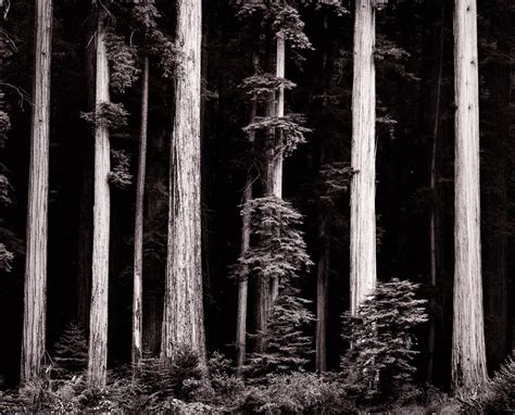 In Blackwater Woods - the way back home