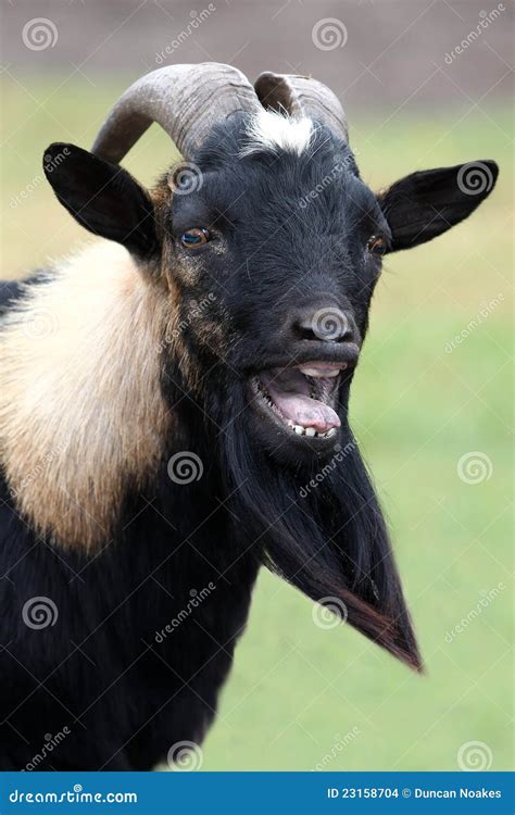 Billy Goat Portrait stock photo. Image of buck, country - 23158704