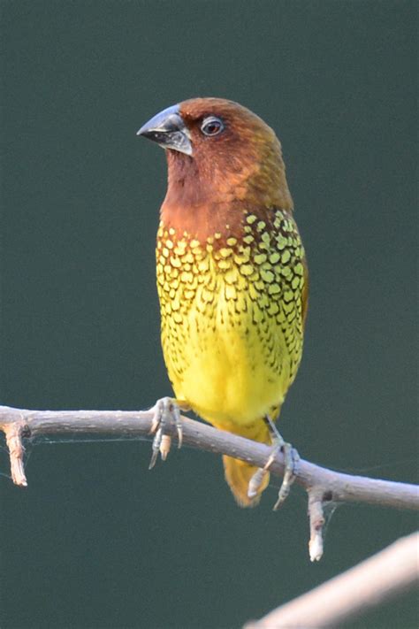 Scaly-Breasted Munia | President of India