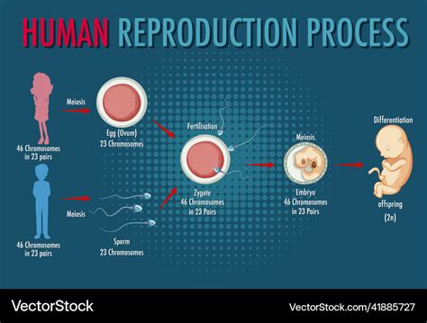 Reproduction in Humans Whole Process 的图像结果